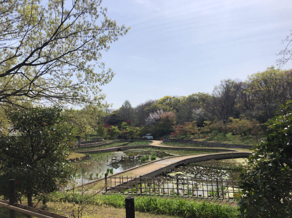 大泉緑地 かきつばた園