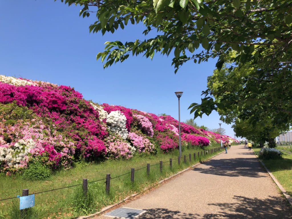 浅香山浄水場のつつじ