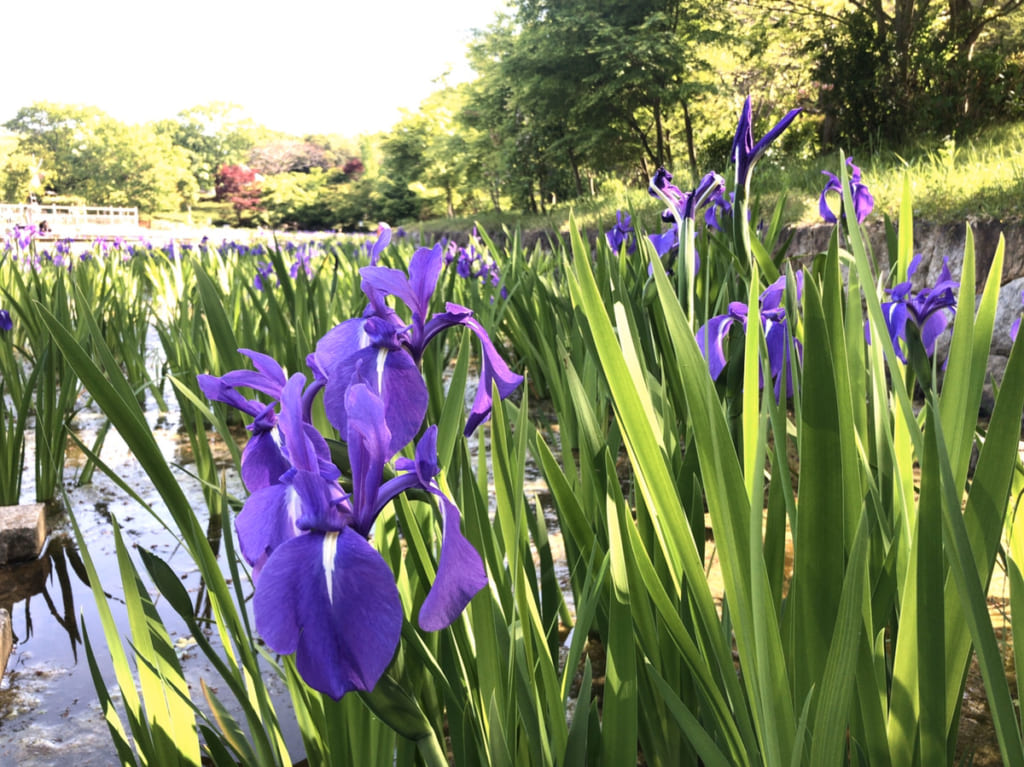 大泉緑地　菖蒲園
