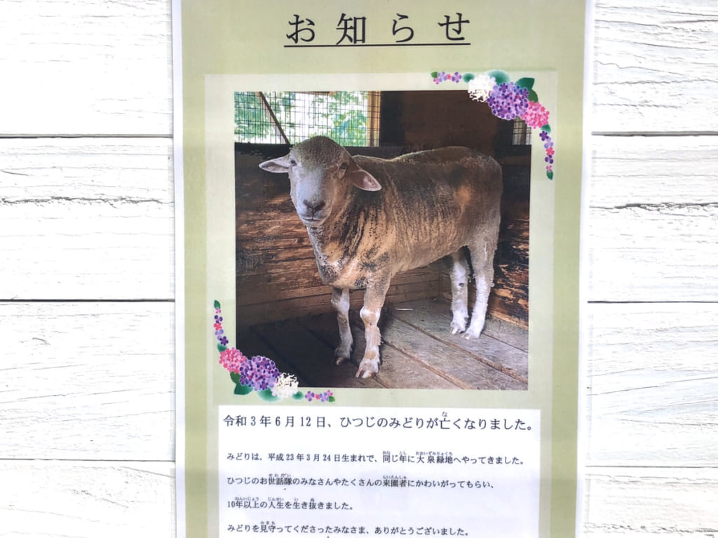 大泉緑地ひつじ広場