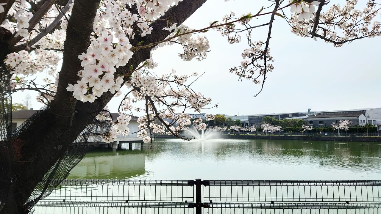 桜と噴水
