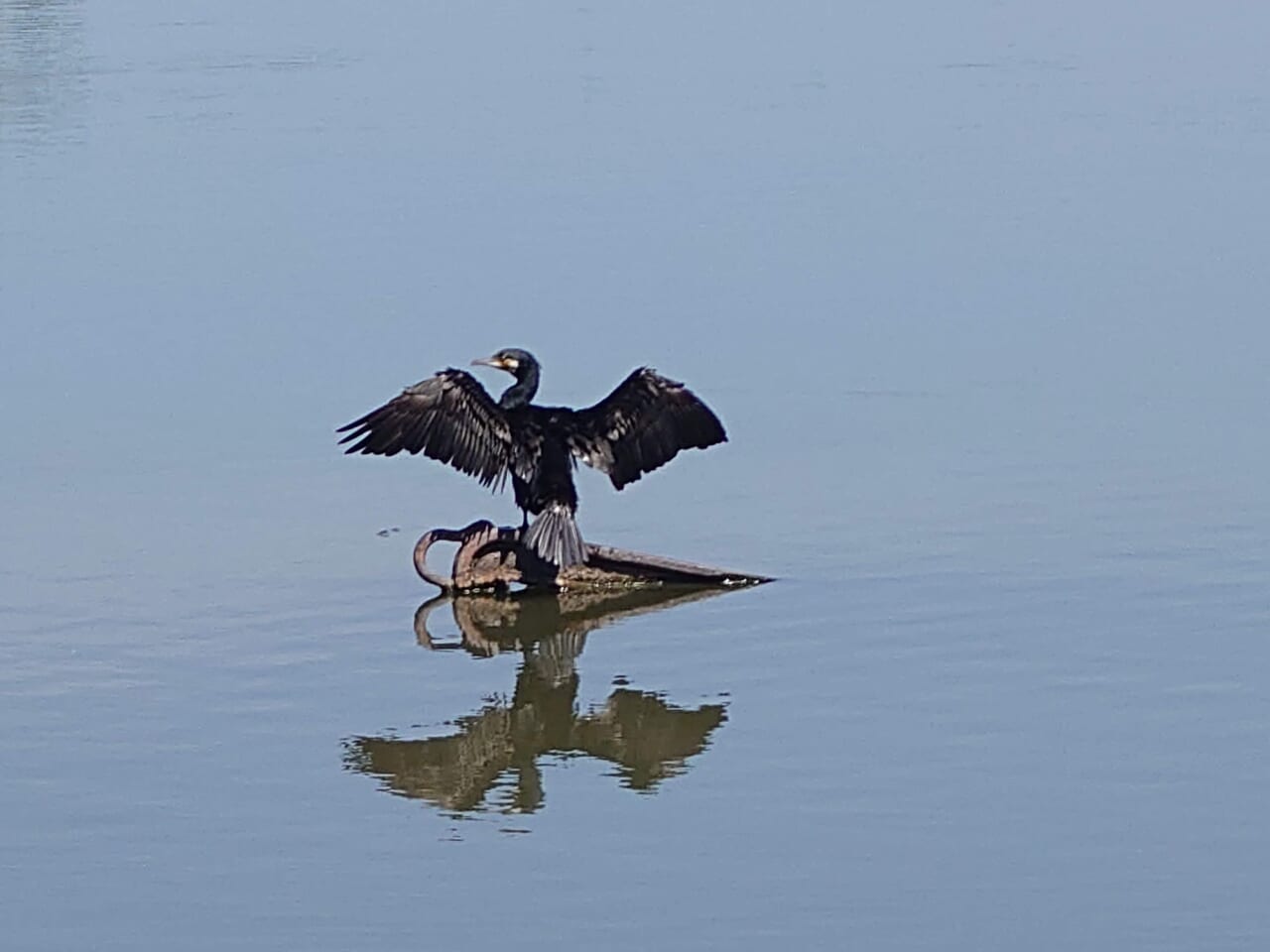 野鳥