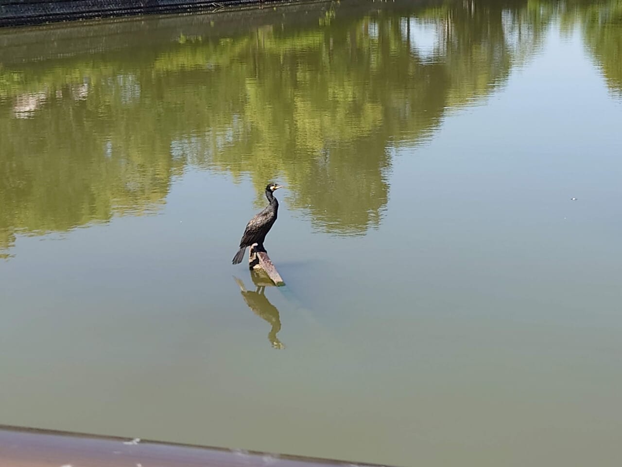 野鳥近