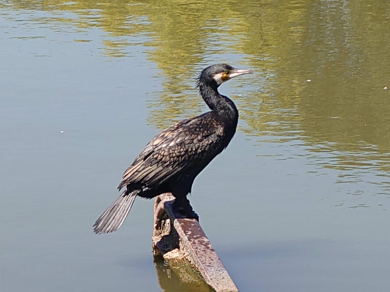 野鳥接近