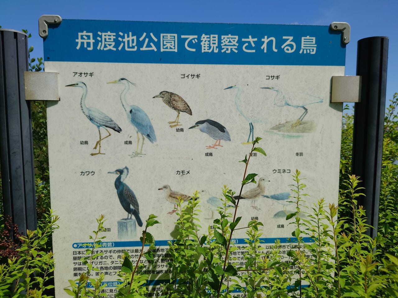 野鳥