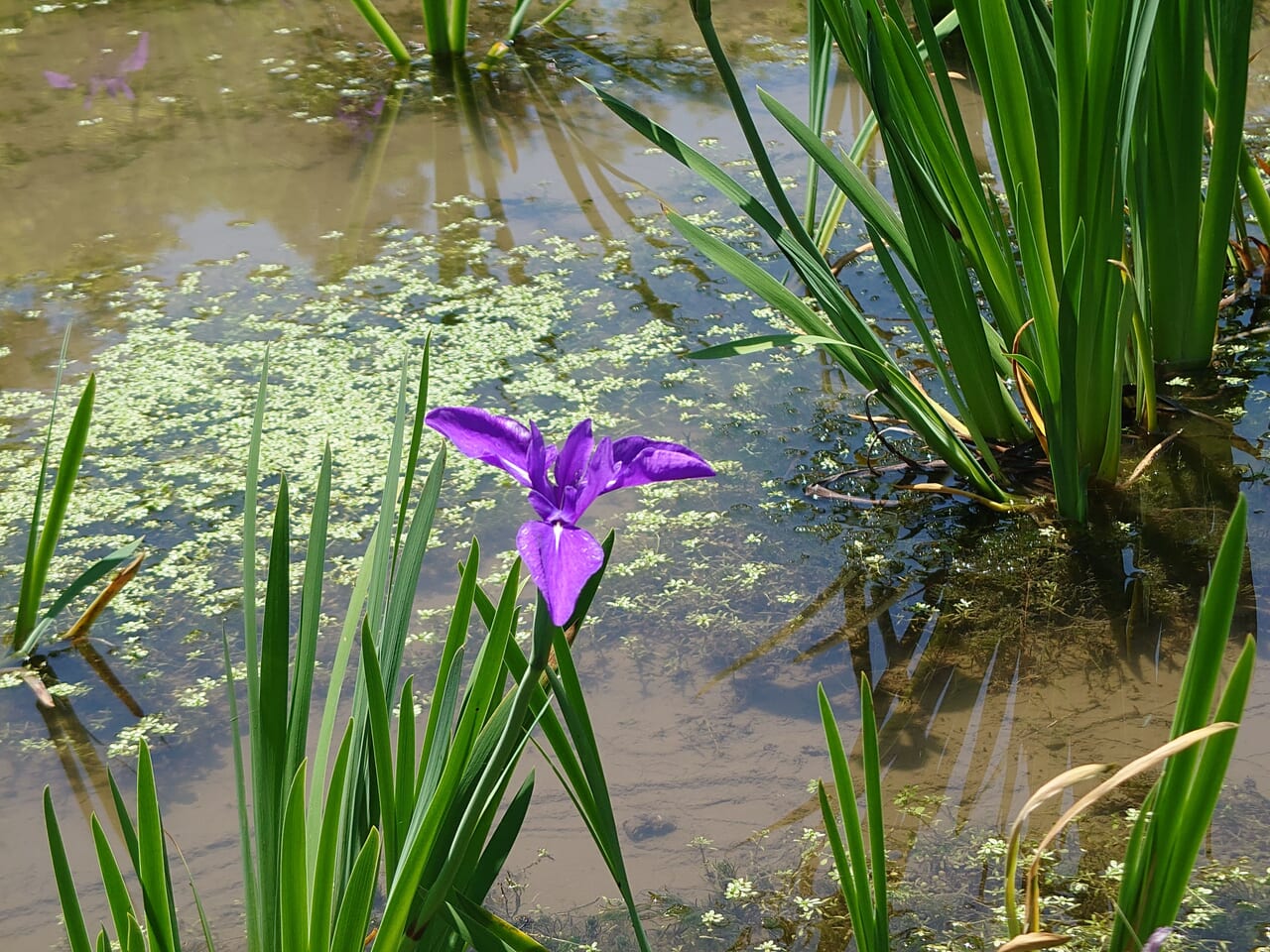 かきつばた