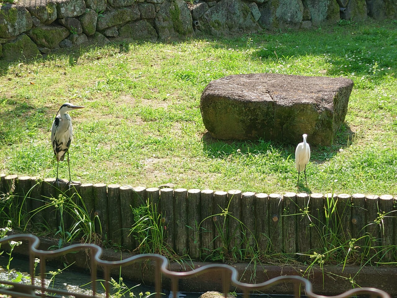 野鳥