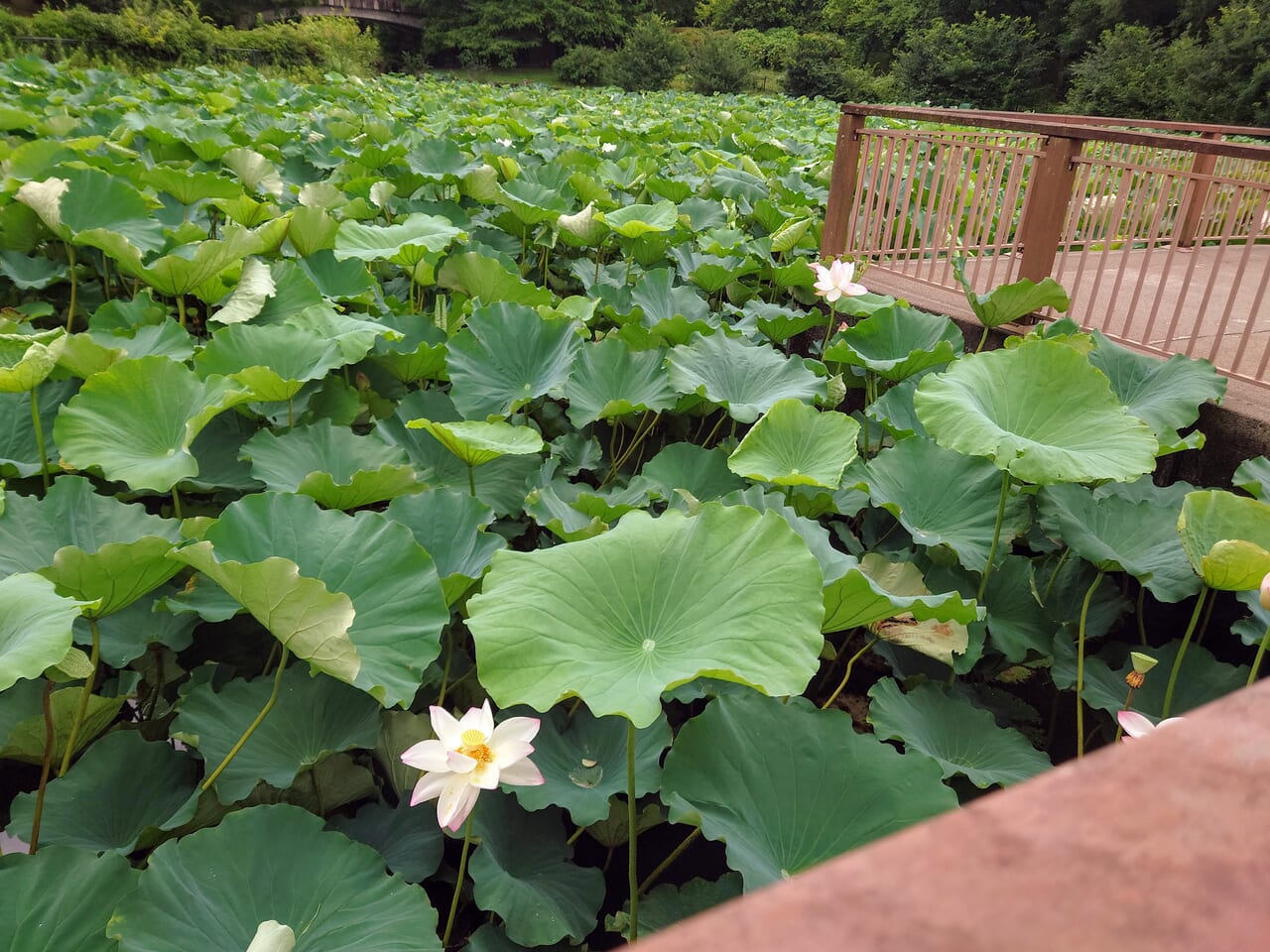 はすみ橋