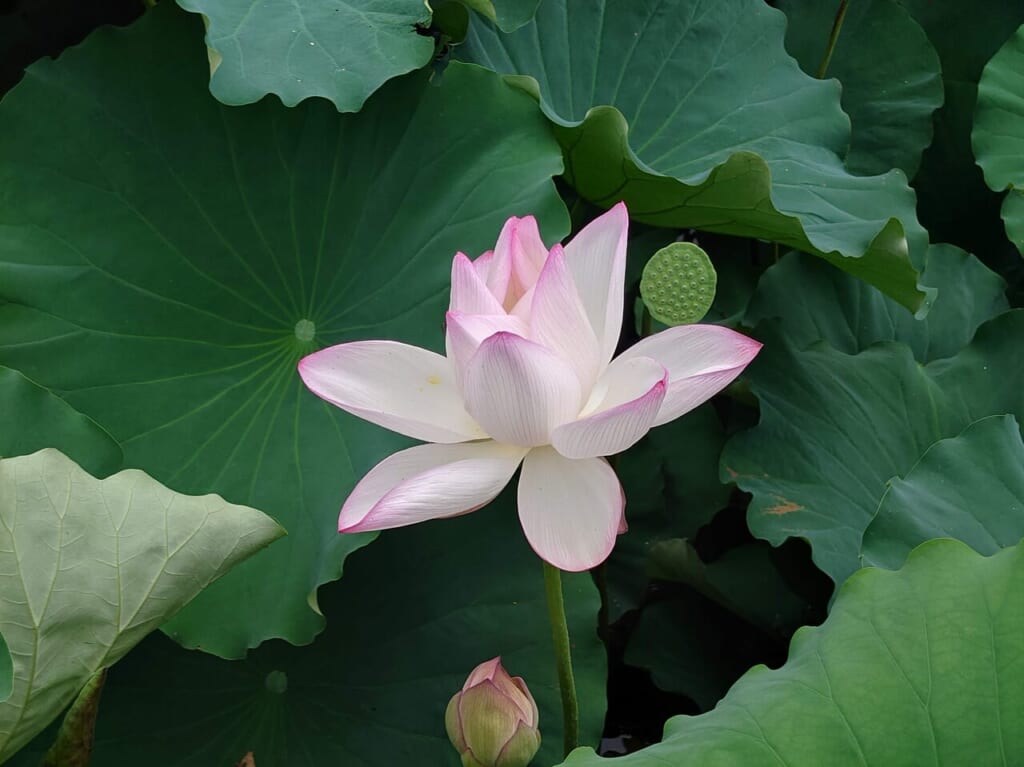 蓮の花