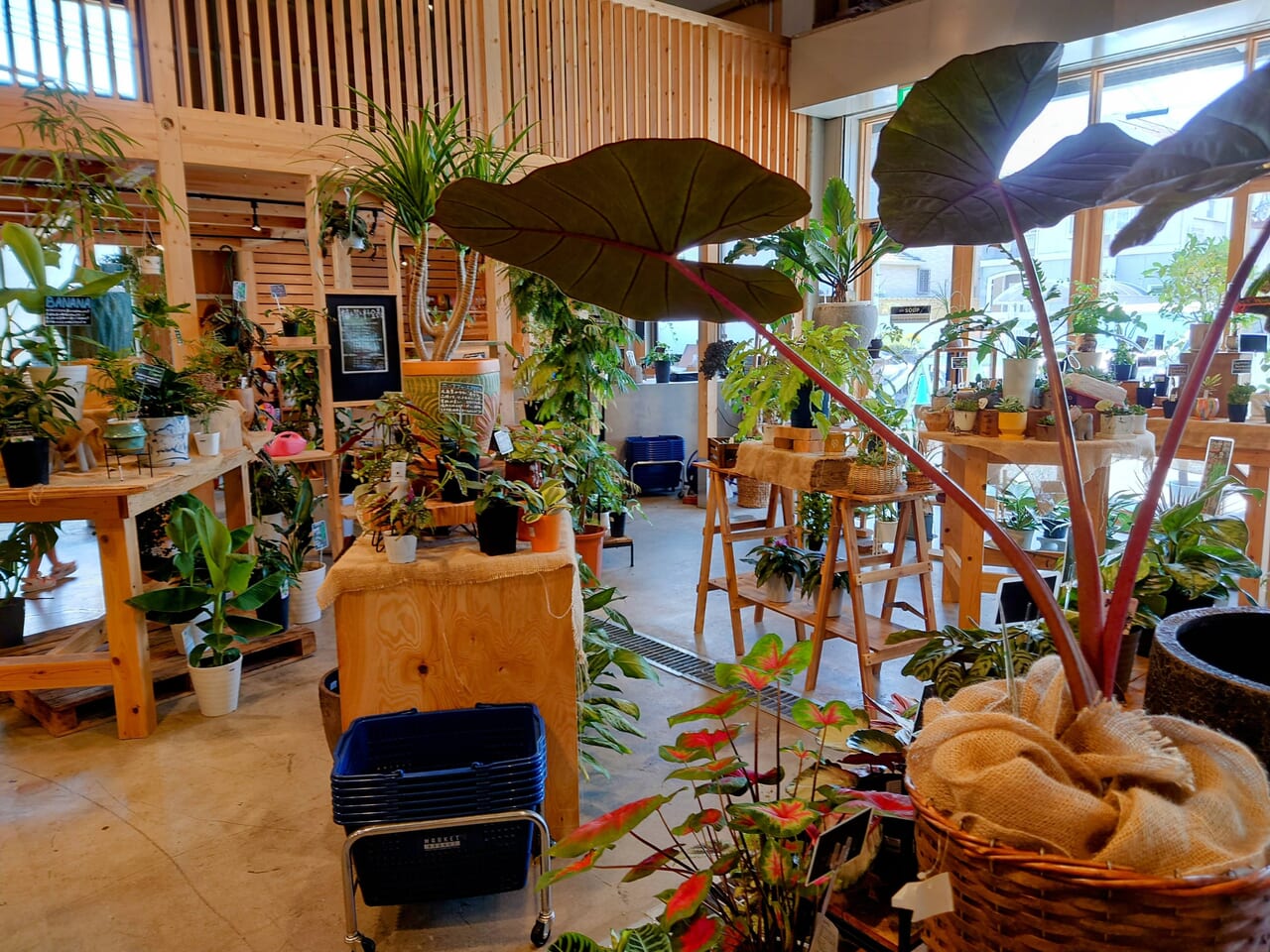 観葉植物カフェ
