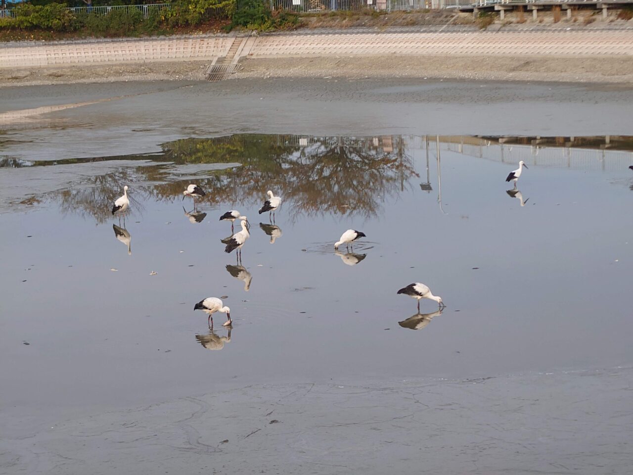 野鳥