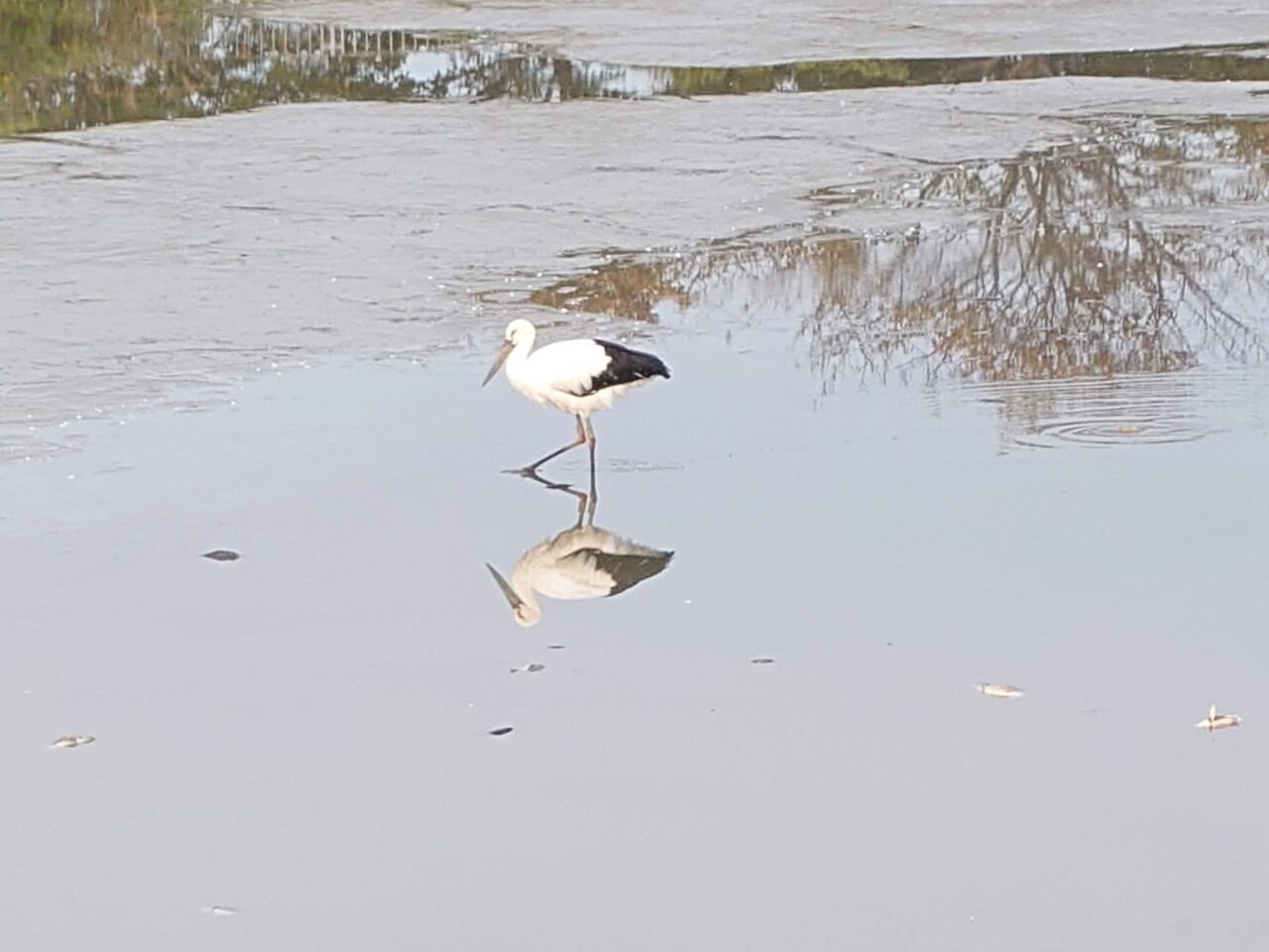 野鳥