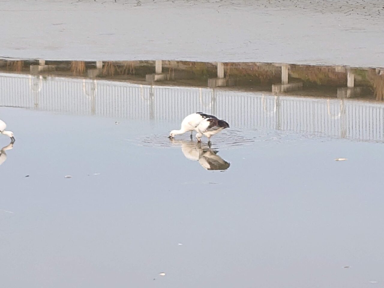 野鳥