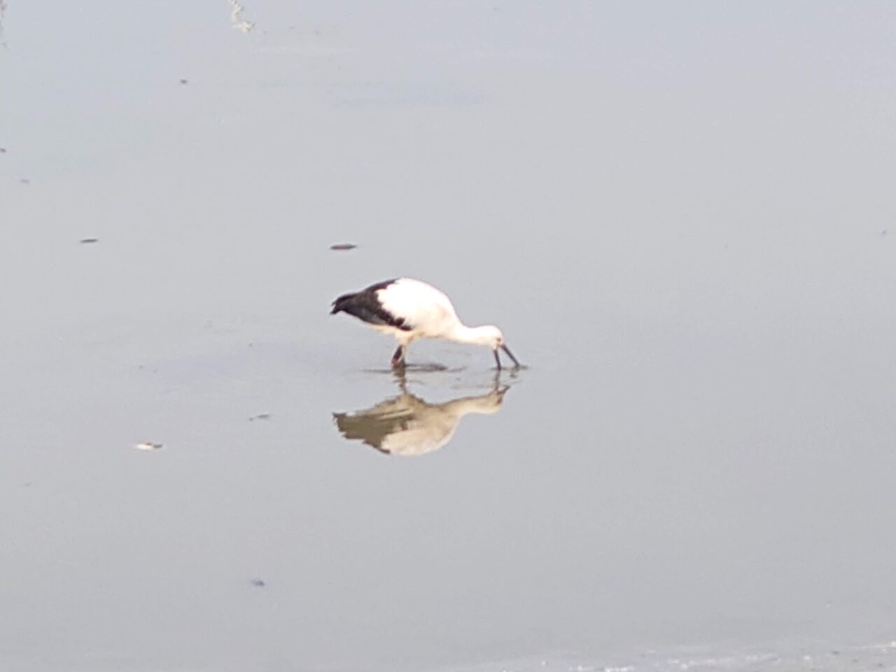野鳥
