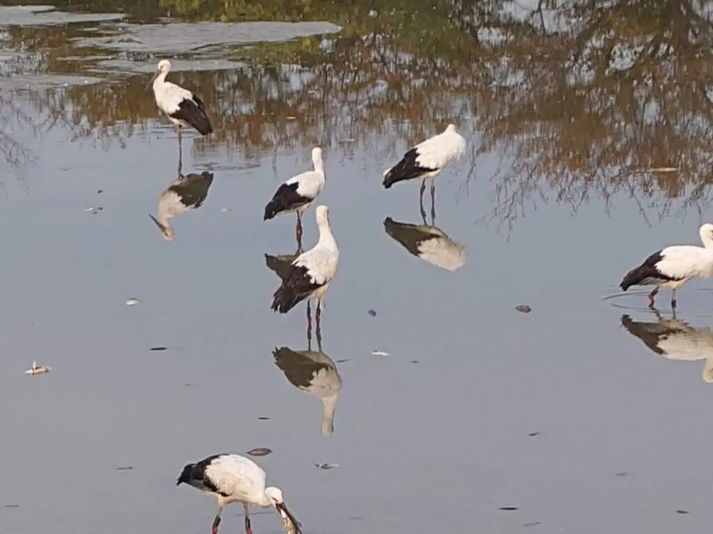 野鳥