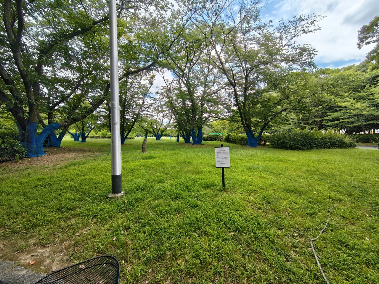 大泉緑地桜