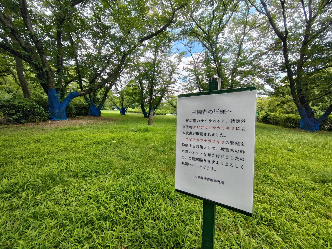 大泉緑地桜