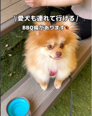 大泉BBQ