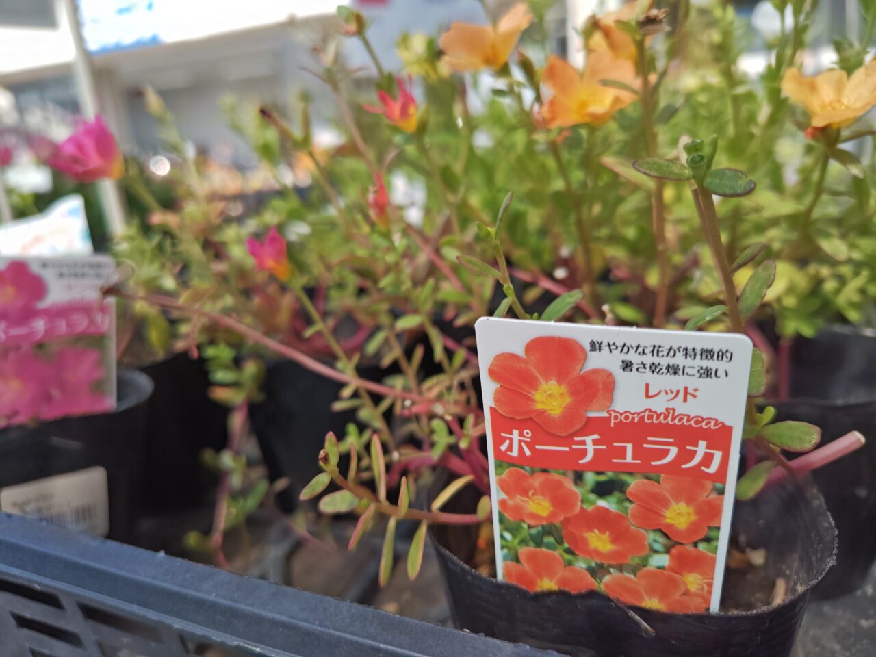 コーナン堺三国ヶ丘
